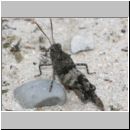 Oedipoda caerulescens - Blauflueglige Oedlandschrecke 06 Teverener Heide.jpg